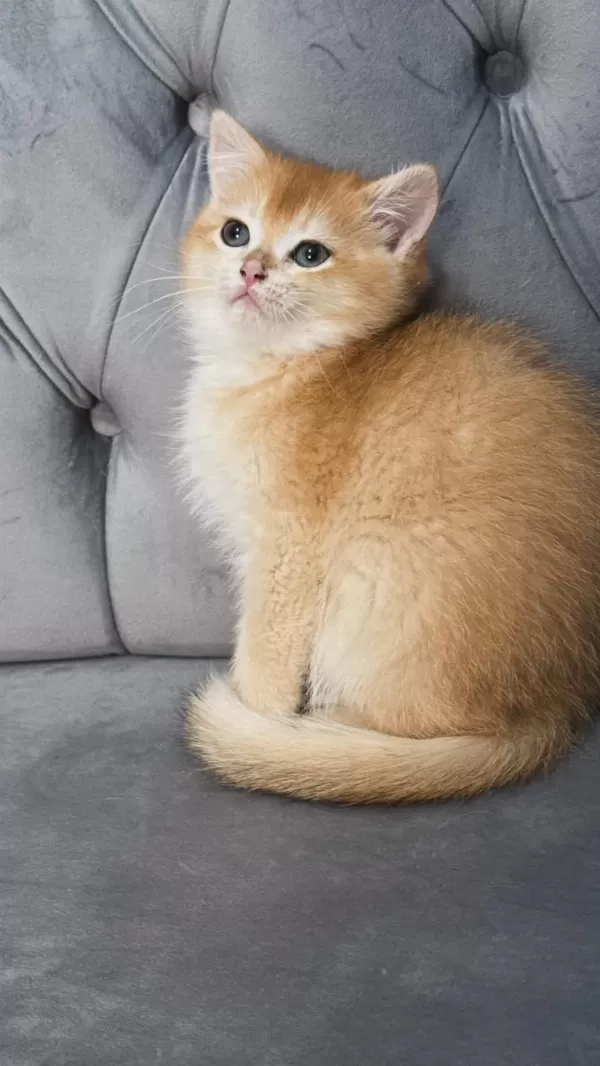 Ny11 Ve Ay11 Safkan British Shorthair Golden Bebekler