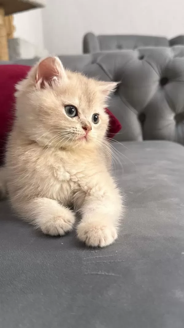 Ny11 Ve Ay11 Safkan British Shorthair Golden Bebekler