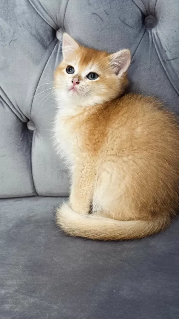 Ny11 Ve Ay11 Safkan British Shorthair Golden Bebekler