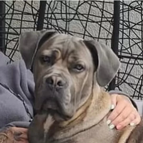 Dev Gibi Cane Corso Yavruları
