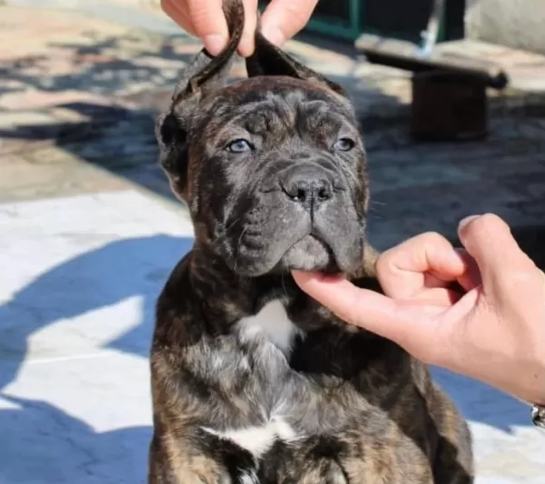 Dev Gibi Cane Corso Yavruları