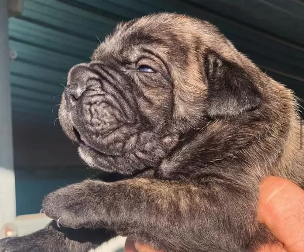 Dev Gibi Cane Corso Yavruları