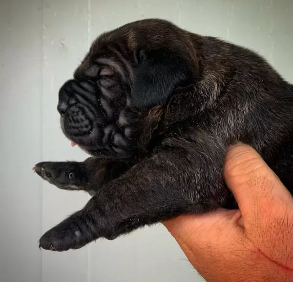 Dev Gibi Cane Corso Yavruları
