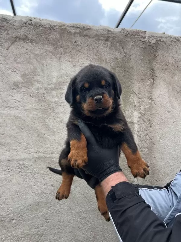 Safkan Rottweiler Yavrular