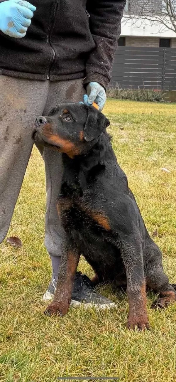 Safkan Rottweiler Yavrular