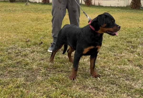 Safkan Rottweiler Yavrular