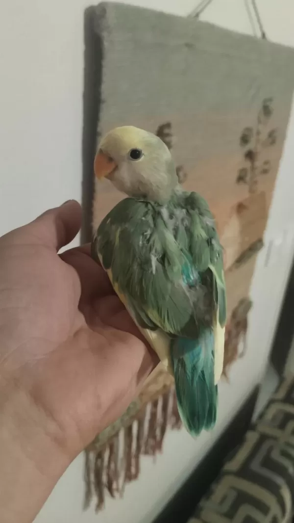 Sevda Papağanı 2 Aylık
