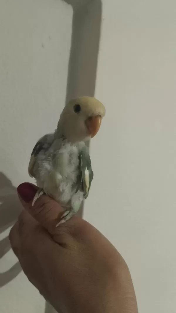 Sevda Papağanı 2 Aylık