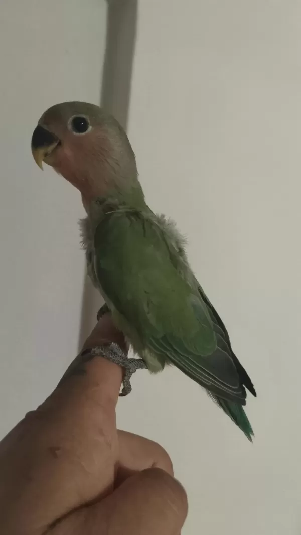 Sevda Papağanı 2 Aylık