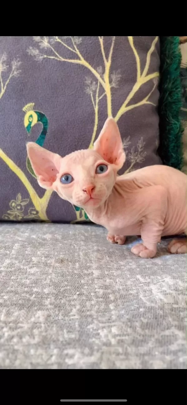 Eşsiz Sphynx Yavrularımız
