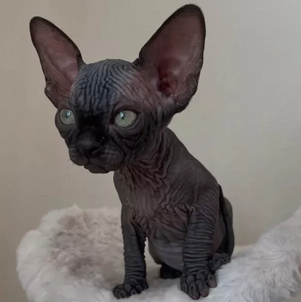 Eşsiz Sphynx Yavrularımız