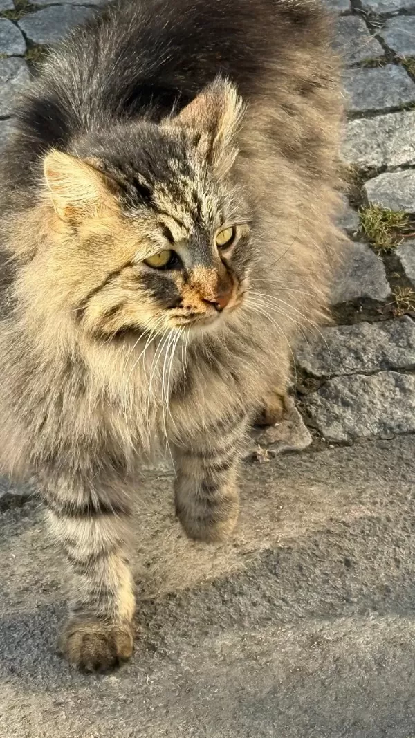 Norveç Orman Kedisi Bir Kiz