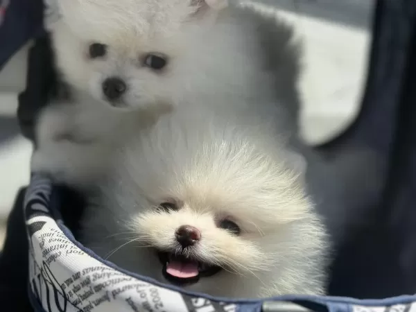 Ankarada Ziyarete Açık Ayı Surat Pomeranian