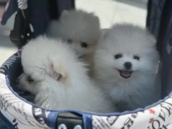 Ankarada Ziyarete Açık Ayı Surat Pomeranian