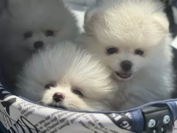 Ankarada Ziyarete Açık Ayı Surat Pomeranian