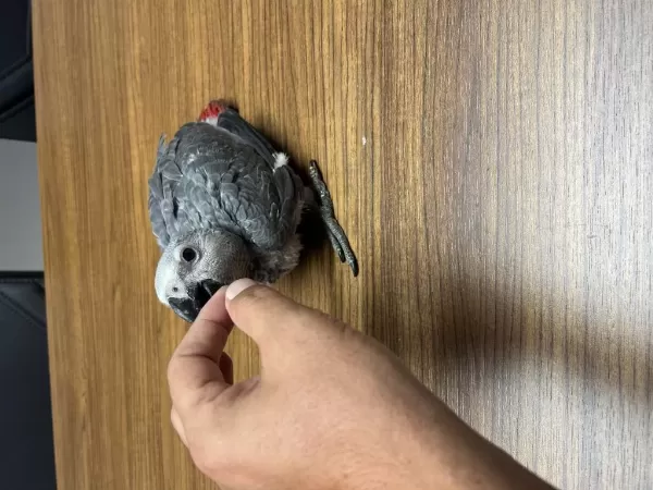 Yeme Düşmüş El Besleme Yavru Jako