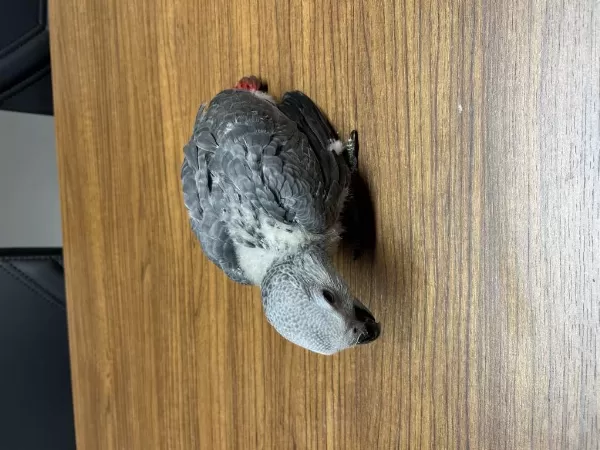 Yeme Düşmüş El Besleme Yavru Jako