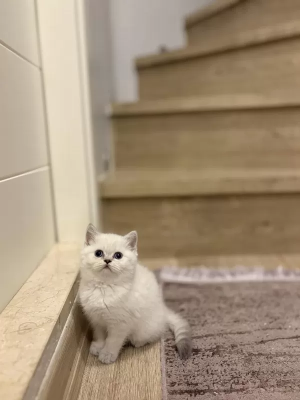 British Shorthair Silver Yavrularim