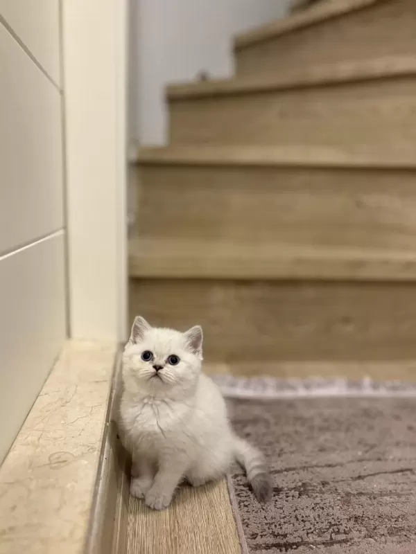 British Shorthair Silver Yavrularim