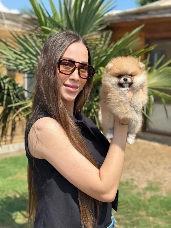 Mini Ayıcık Surat Pomeranian Özel Üretim