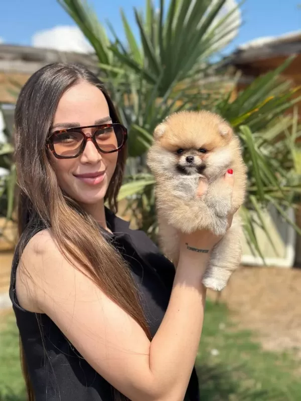 Mini Ayıcık Surat Pomeranian Özel Üretim