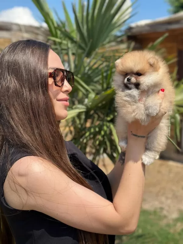 Mini Ayıcık Surat Pomeranian Özel Üretim