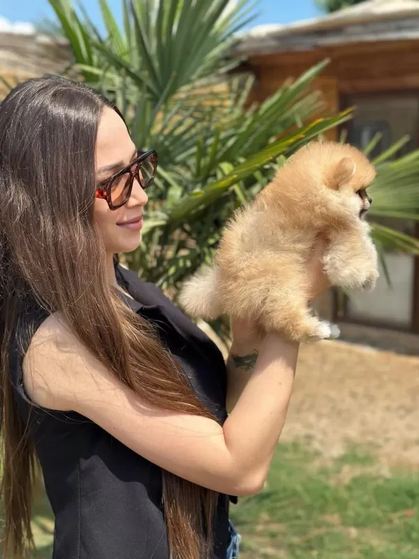 Mini Ayıcık Surat Pomeranian Özel Üretim