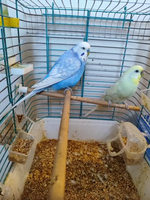Dişi Ve Erkek Muhabbet Kuşu
