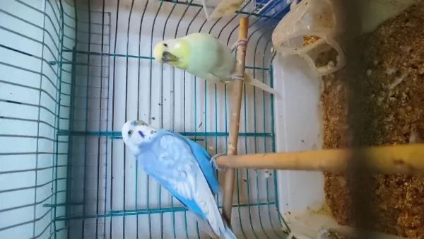 Dişi Ve Erkek Muhabbet Kuşu