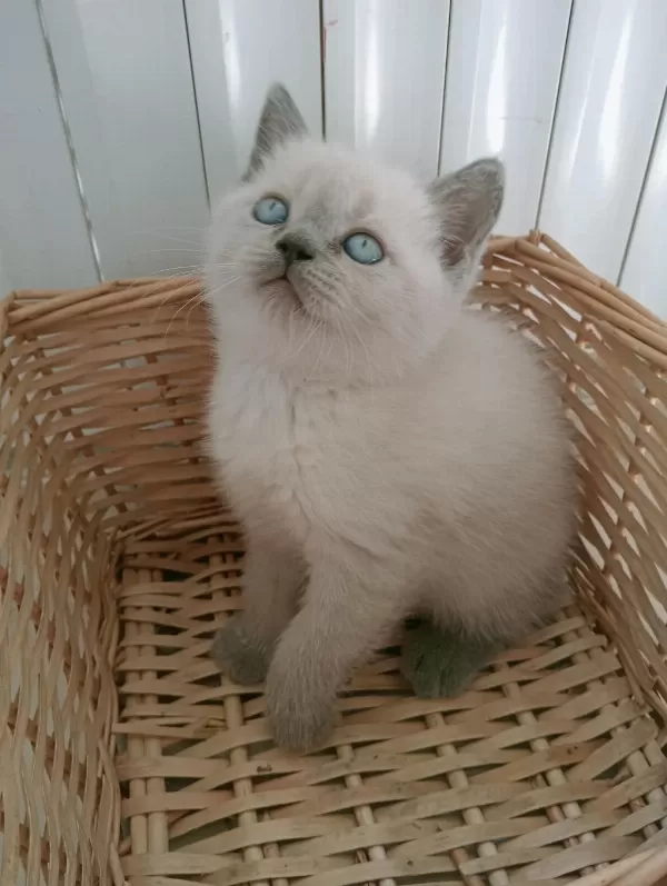 Mavi Gözlü Blue Point British Shorthair Yavrular