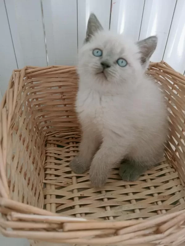 Mavi Gözlü Blue Point British Shorthair Yavrular
