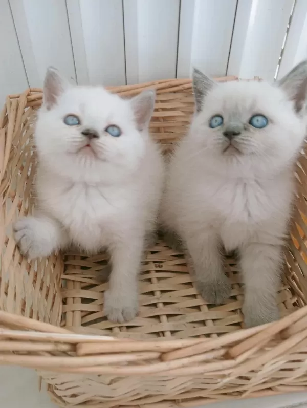Mavi Gözlü Blue Point British Shorthair Yavrular