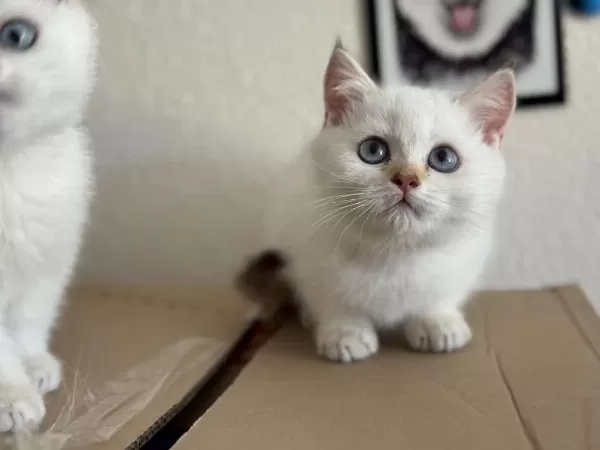 Ankaranın En Özel Golden Point British Shorthair