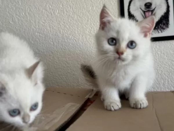 Ankaranın En Özel Golden Point British Shorthair