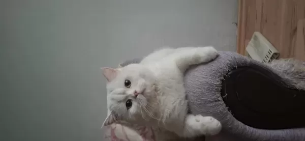 British Shorthair Kedimiz Sahiplendirilecektir