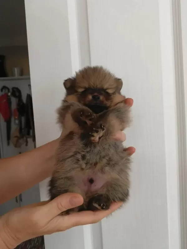 Harika Pomeranian Yavrumuz