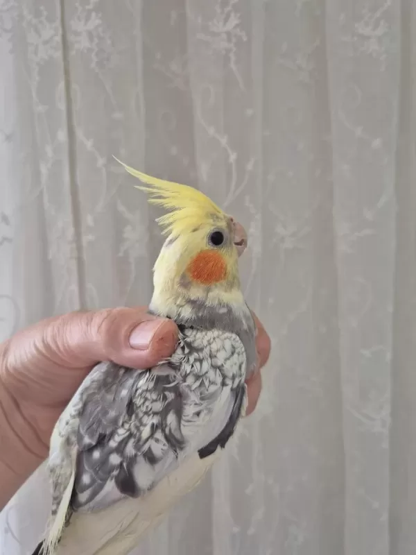 Sultan Papağanı Çift Ve Yavruları
