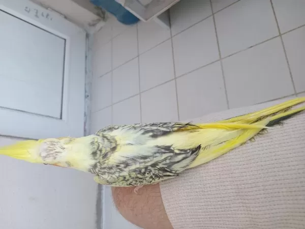 Yeme Düşen Sultan Papağanı Bebekler