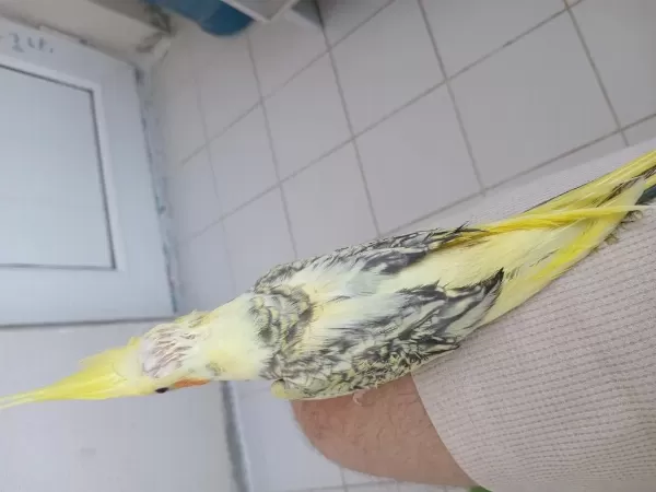 Yeme Düşen Sultan Papağanı Bebekler