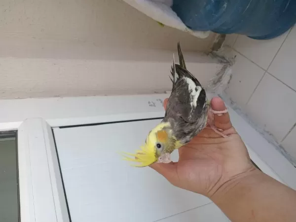 Yeme Düşen Sultan Papağanı Bebekler