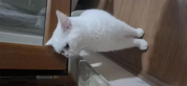 1 Yaşında British Shorthair Sahiplendirilecektir