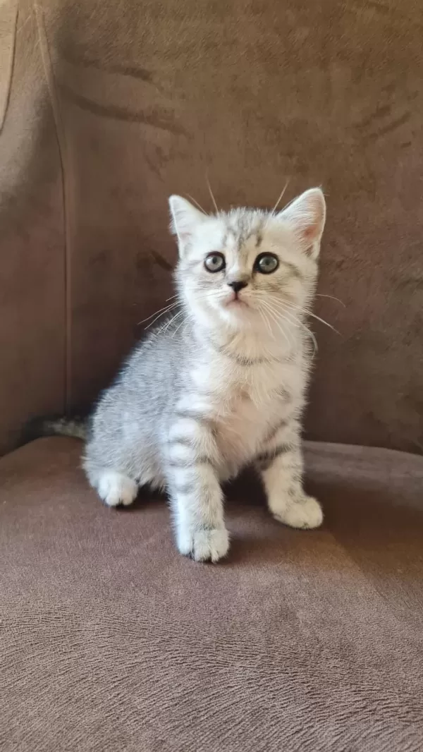 2 Aylık Erkek British Shorthair Silver Yavrumuz