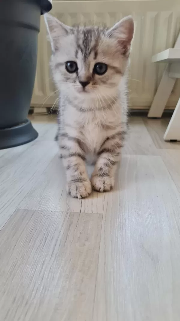 2 Aylık Erkek British Shorthair Silver Yavrumuz