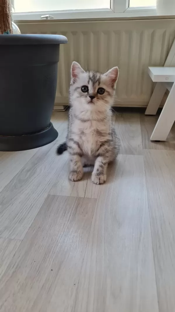 2 Aylık Erkek British Shorthair Silver Yavrumuz