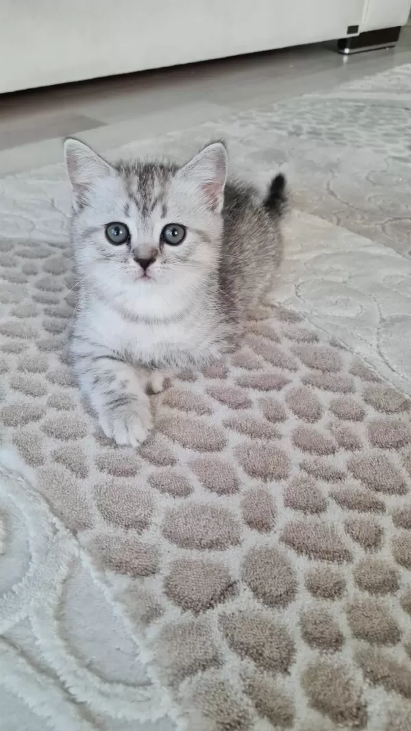 2 Aylık Erkek British Shorthair Silver Yavrumuz