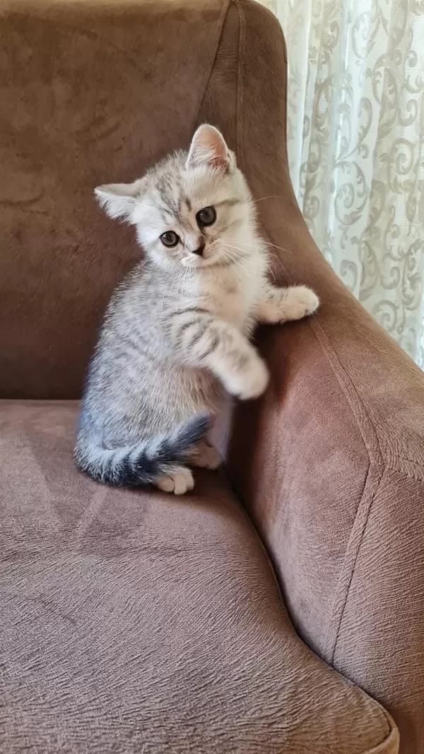 2 Aylık Erkek British Shorthair Silver Yavrumuz
