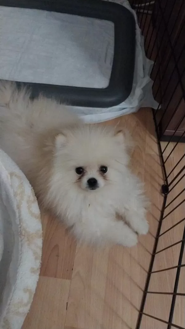 Ayı Yüz Pomeranian Boo