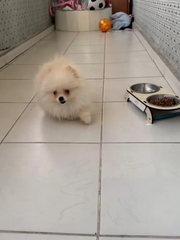 Ayı Yüz Pomeranian Boo
