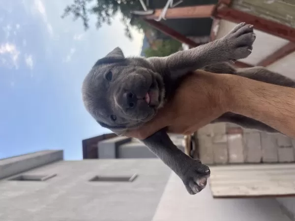 Cane Corso Yavruları