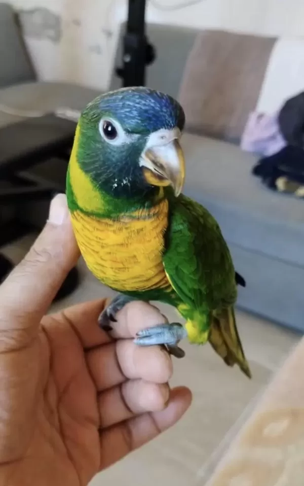El Besleme Lori Papağanı
